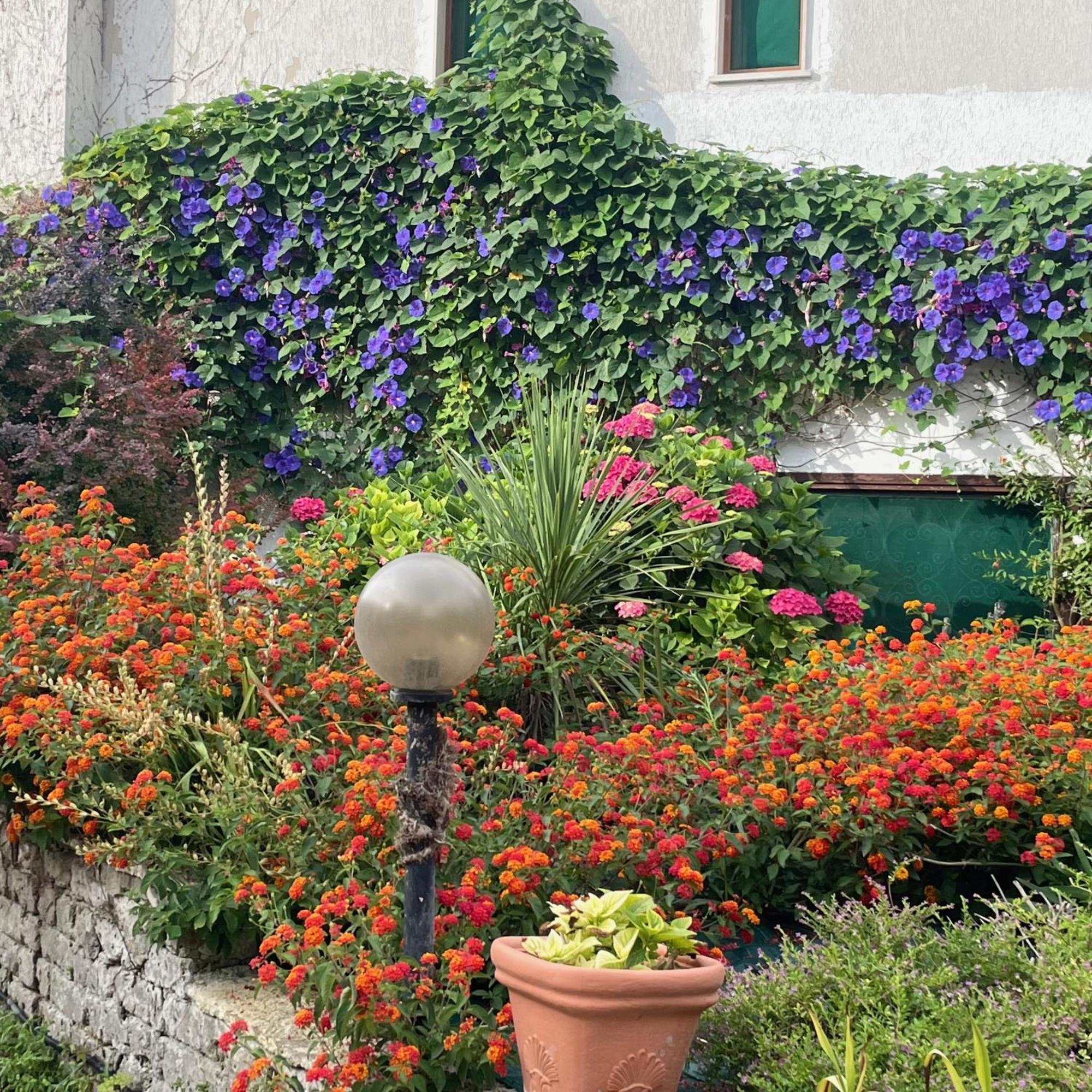 شيفيتافيكْيا B&B Villa Sans Souci المظهر الخارجي الصورة