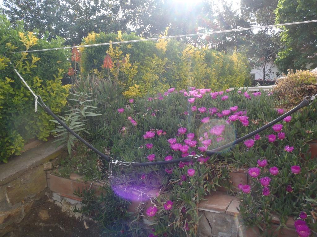شيفيتافيكْيا B&B Villa Sans Souci المظهر الخارجي الصورة